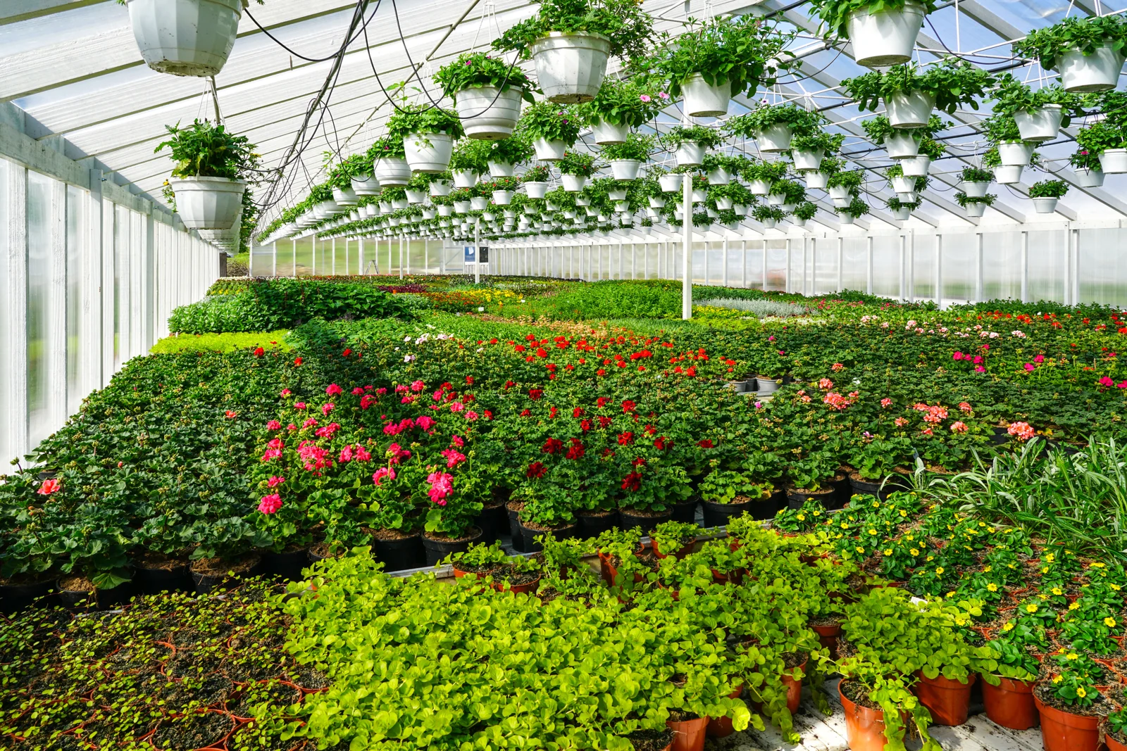 Rows of flowering plants and hanging baskets inside a greenhouse